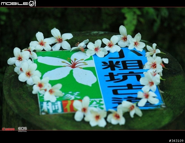 Canon 遇見油桐花