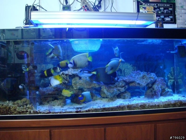 【分享】熱帶魚..鸚鵡..兔子