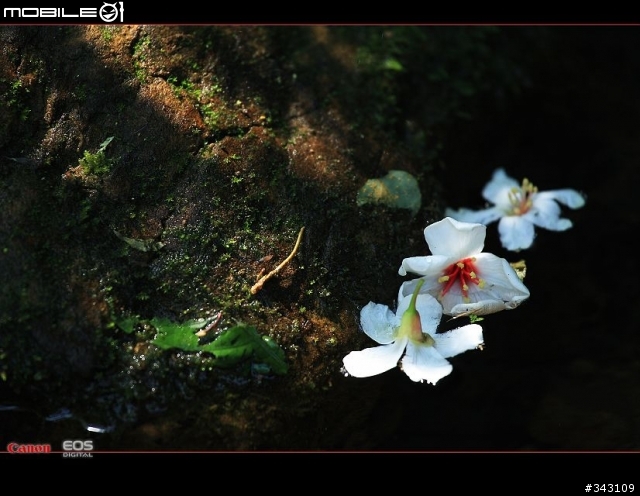 Canon 遇見油桐花