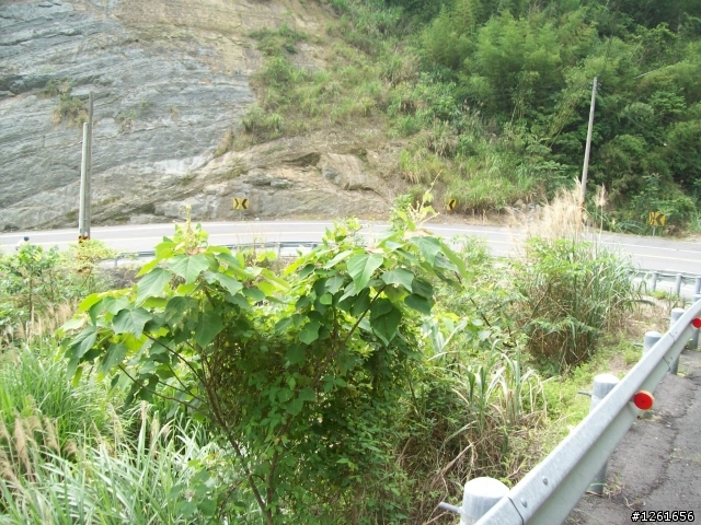 [遊記分享]騎車賞桐趣