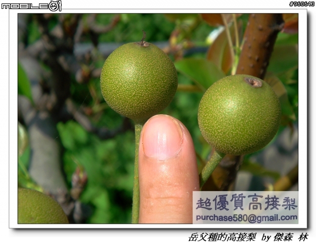 開包文_用心呵護的高接梨