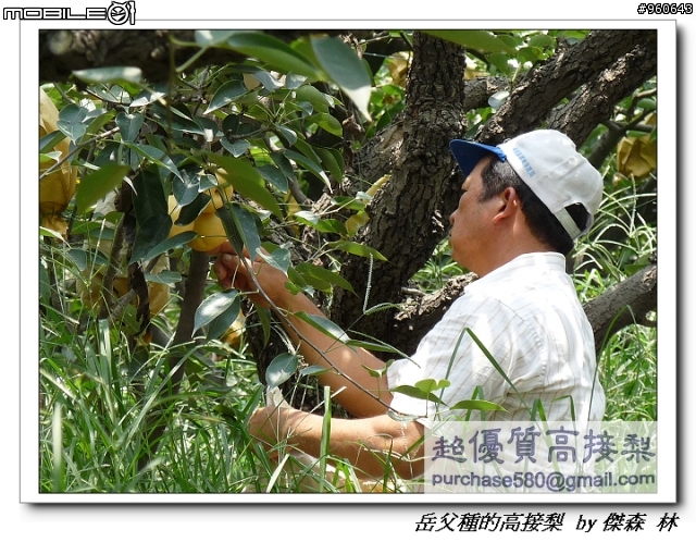 開包文_用心呵護的高接梨