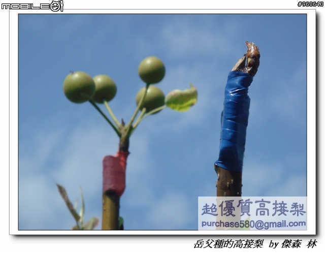 開包文_用心呵護的高接梨