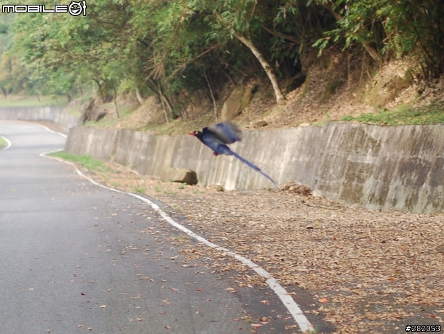 八連路上五指山...新發現 求 鳥名...感恩
