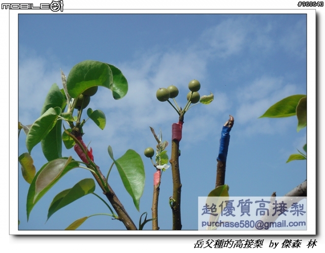 開包文_用心呵護的高接梨