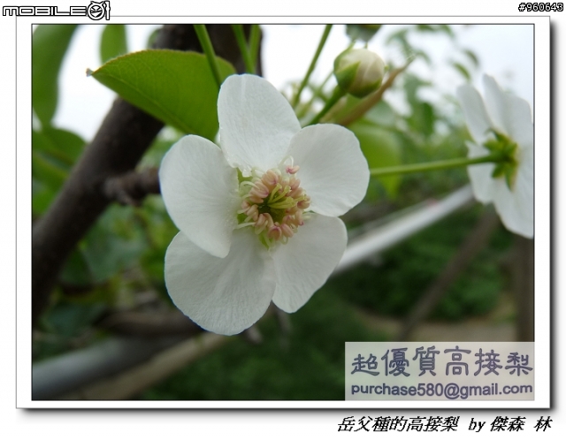 開包文_用心呵護的高接梨