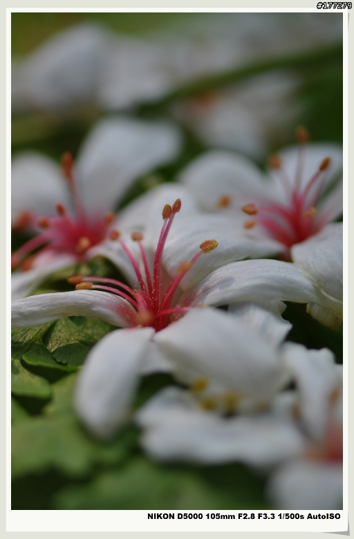 Nikon D5000 試拍