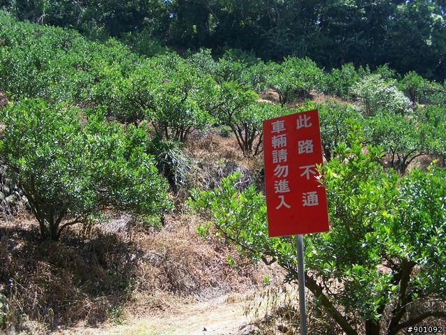 2009/5/12 三元宮上顯伯宮+鹿寮坑~關西 小越嶺 + 自不量力之錦山~水田 越嶺