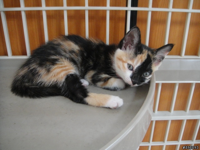 台中一個月半小貓咪送養(已送養)