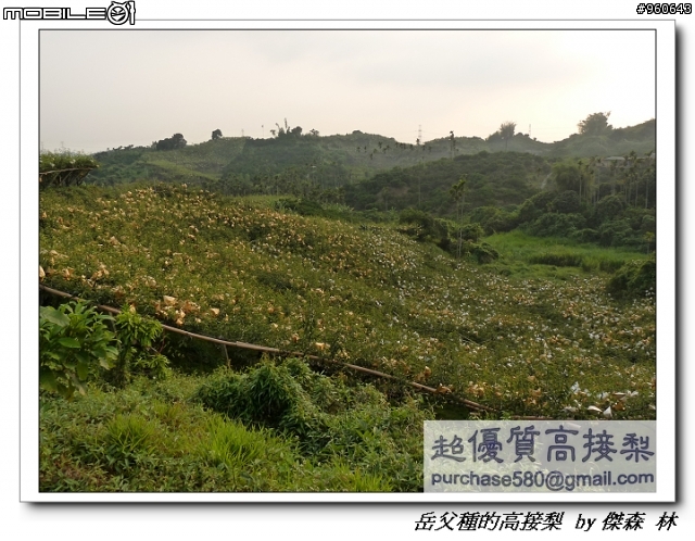 開包文_用心呵護的高接梨