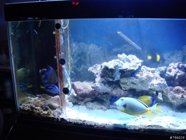【分享】熱帶魚..鸚鵡..兔子