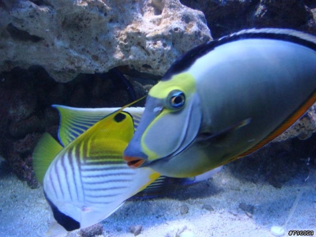 【分享】熱帶魚..鸚鵡..兔子