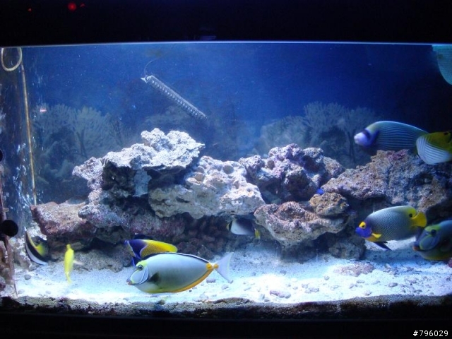 【分享】熱帶魚..鸚鵡..兔子