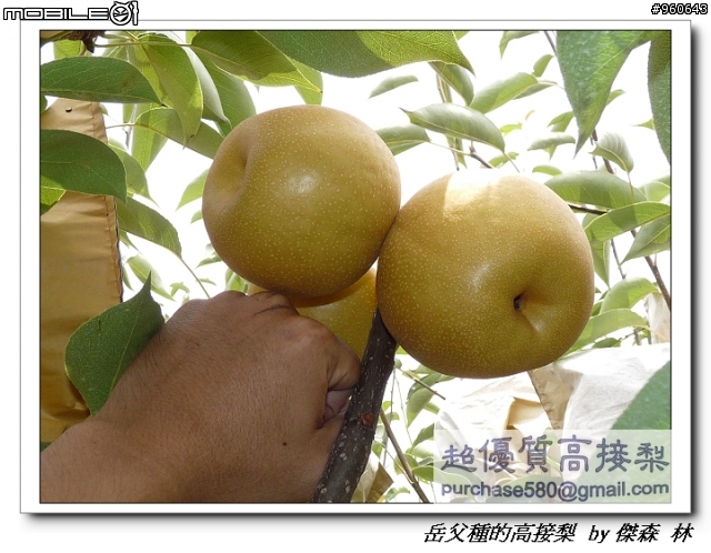 開包文_用心呵護的高接梨