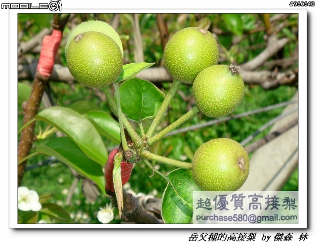 開包文_用心呵護的高接梨