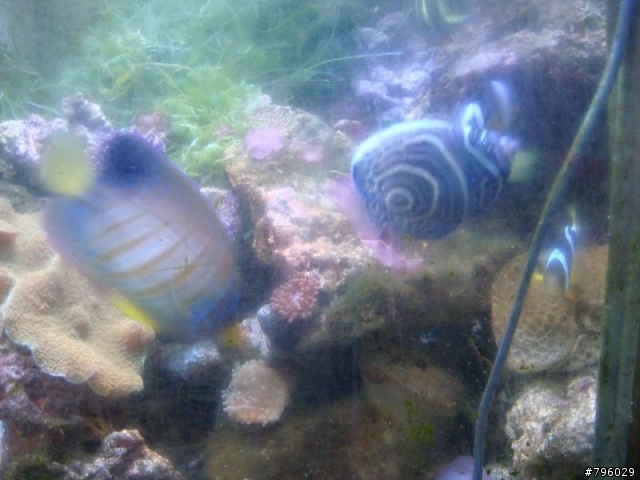 【分享】熱帶魚..鸚鵡..兔子