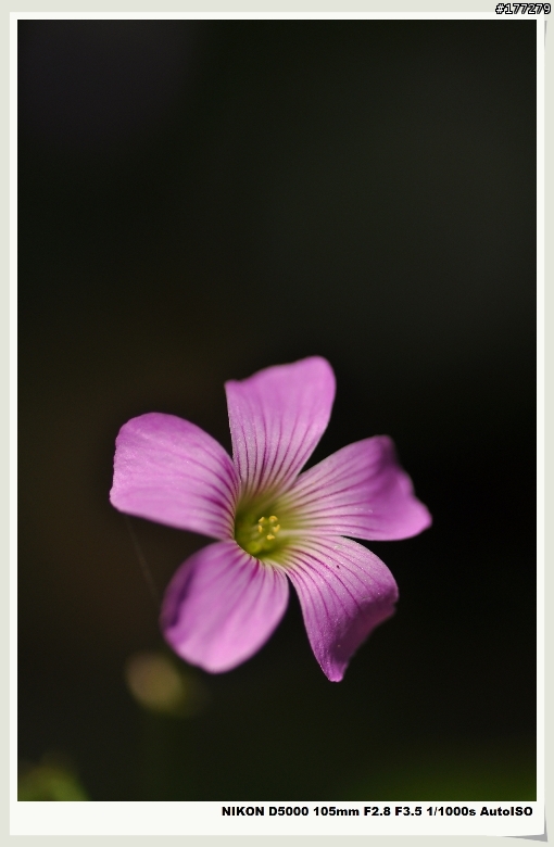 Nikon D5000 試拍