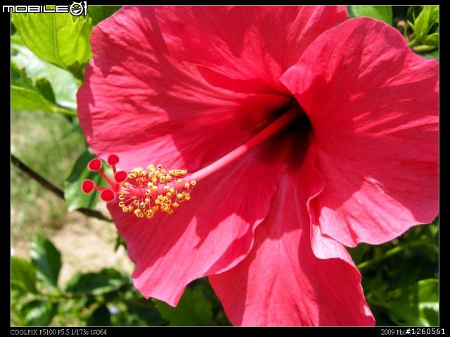 Nikon Coolpix P5100 新手試拍