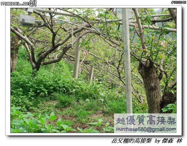 開包文_用心呵護的高接梨