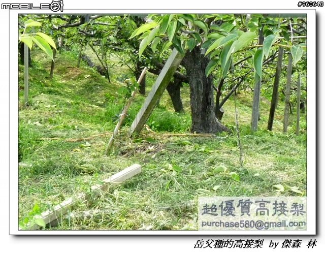 開包文_用心呵護的高接梨