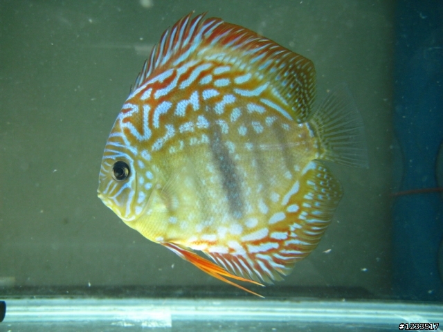 關於500D拍攝水族箱中魚的問題