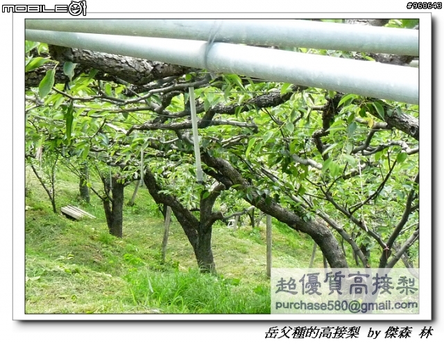 開包文_用心呵護的高接梨
