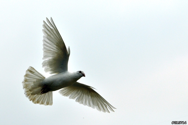 祭富士6900與S9500絕別文 之 D90+Nikkor 60mm Micro梅開三度測試分享文