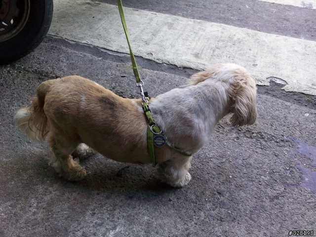 "牠想回家"可愛西施犬