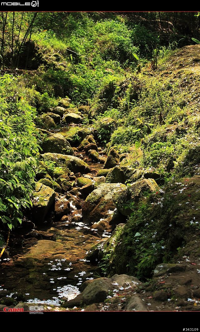 Canon 遇見油桐花