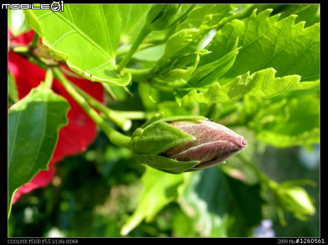 Nikon Coolpix P5100 新手試拍