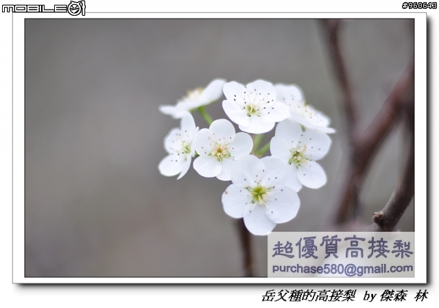 開包文_用心呵護的高接梨