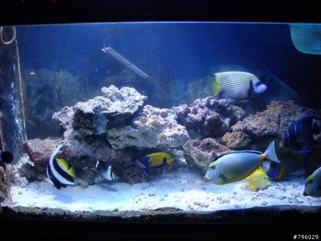【分享】熱帶魚..鸚鵡..兔子