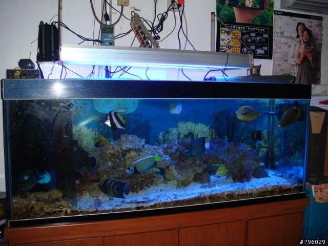 【分享】熱帶魚..鸚鵡..兔子