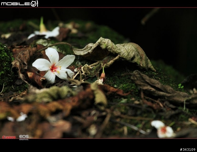 Canon 遇見油桐花
