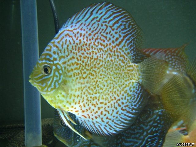 關於500D拍攝水族箱中魚的問題