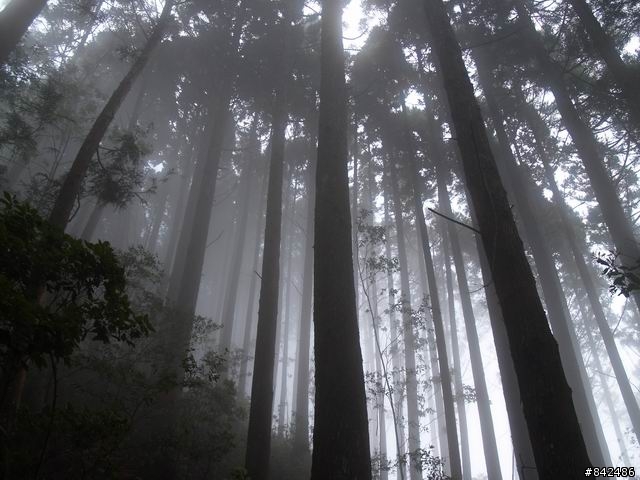 新竹五峰鄉一日遊--觀霧、雪霸休閒農場、清泉