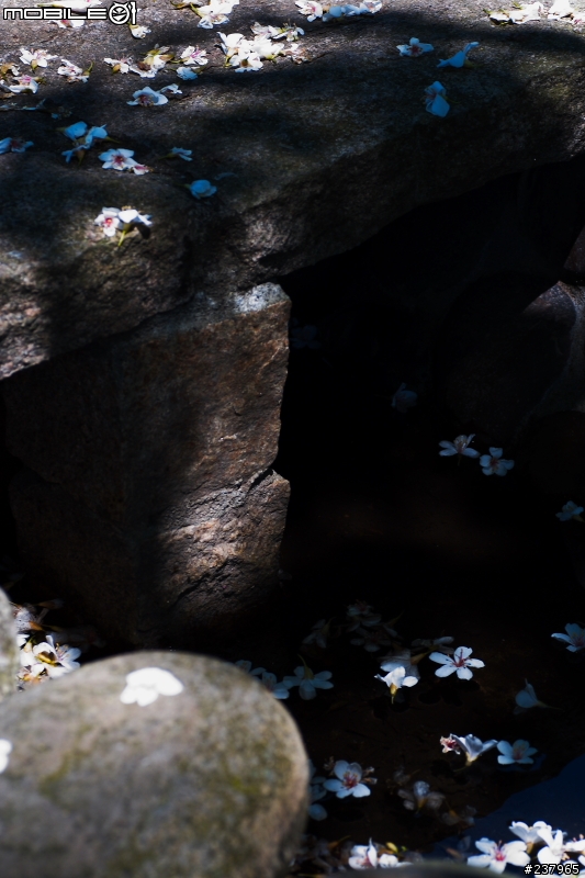 [分享]石碇油桐花