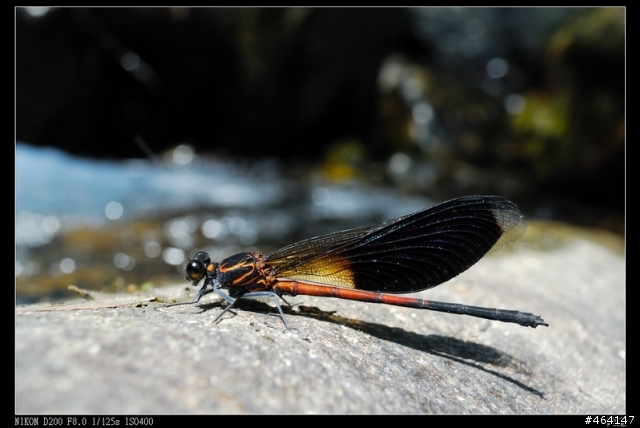 ZF 25mm/2.8 初體驗
