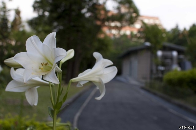 NIKON D90 + NIKON 35mm f1.8  首拍測試照