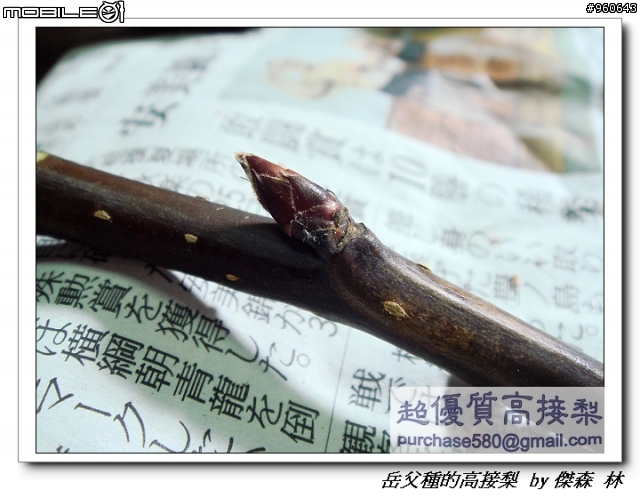 開包文_用心呵護的高接梨