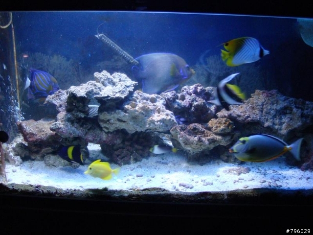 【分享】熱帶魚..鸚鵡..兔子