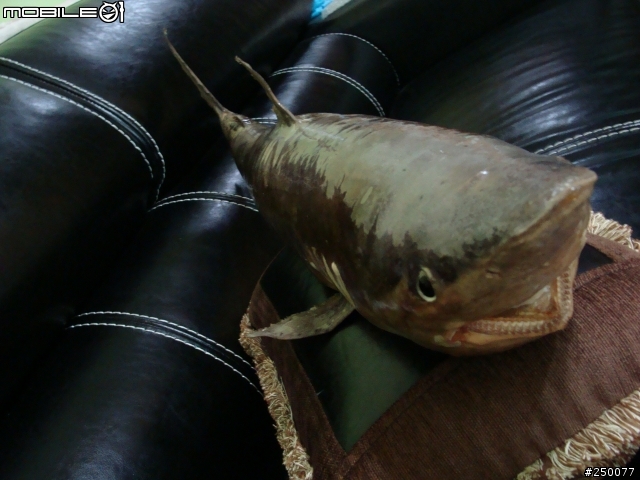 這算是藝品嗎?我的鯊魚標本收藏