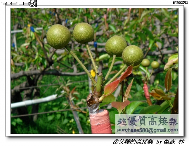 開包文_用心呵護的高接梨