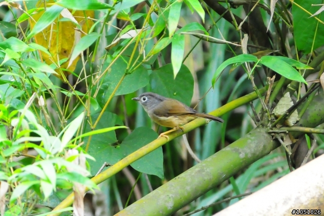 [分享]Nikon 真鳥 假鳥 鐵鳥 粉鳥貼圖區