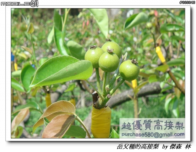 開包文_用心呵護的高接梨