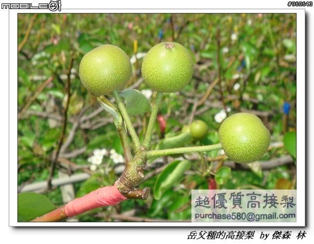 開包文_用心呵護的高接梨