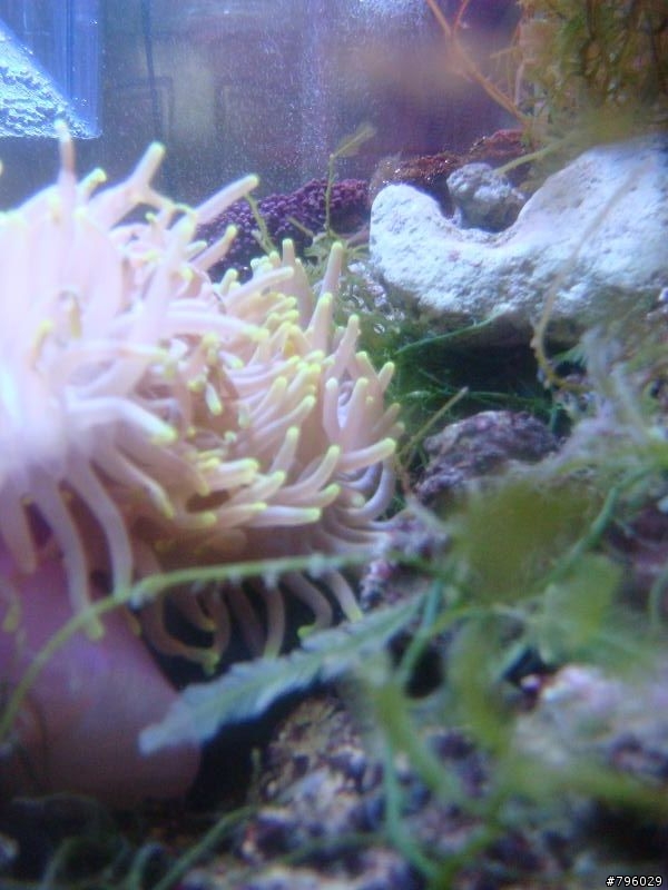 【分享】熱帶魚..鸚鵡..兔子