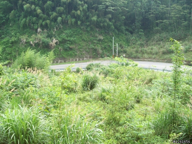 [遊記分享]騎車賞桐趣