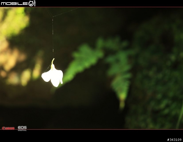 Canon 遇見油桐花