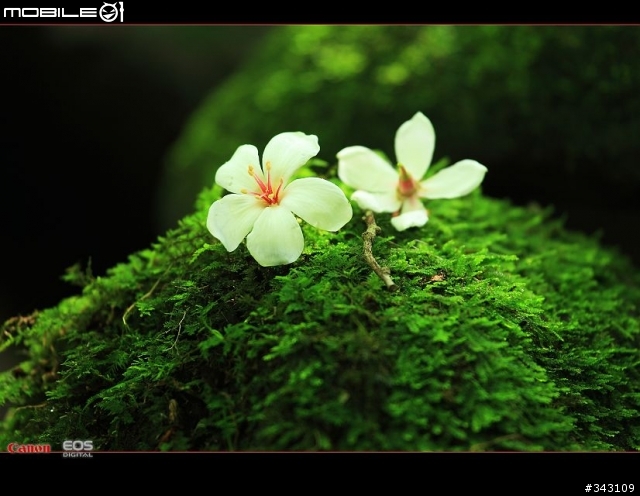 Canon 遇見油桐花